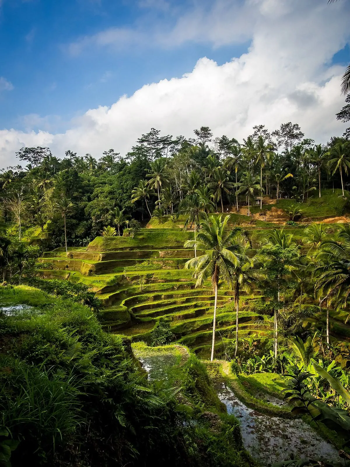 Lush forest path near Ubud waterfalls