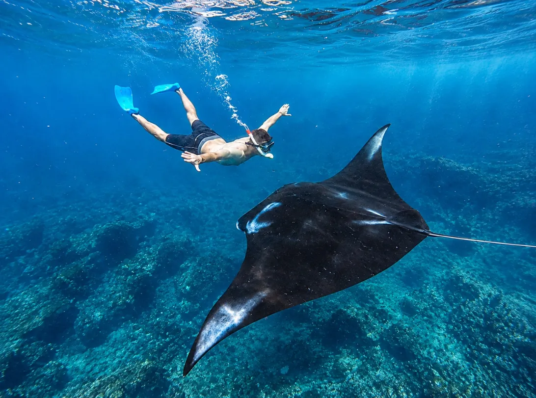 Manta Ray at Manta Bay Nusa Penida Snorkeling Adventure