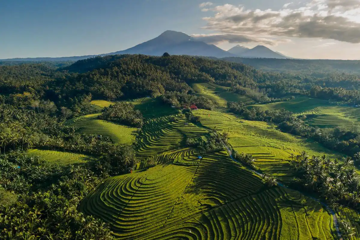 Lush Emerald Rice Terraces in Ubud