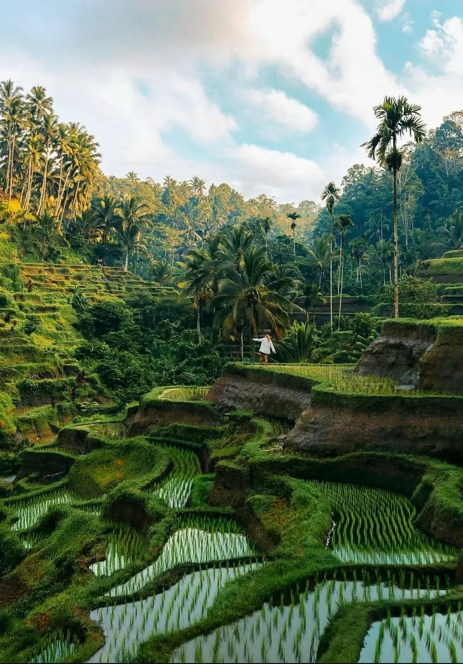 Arrozales de Ubud en el Tour por Ubud de Conocer Bali