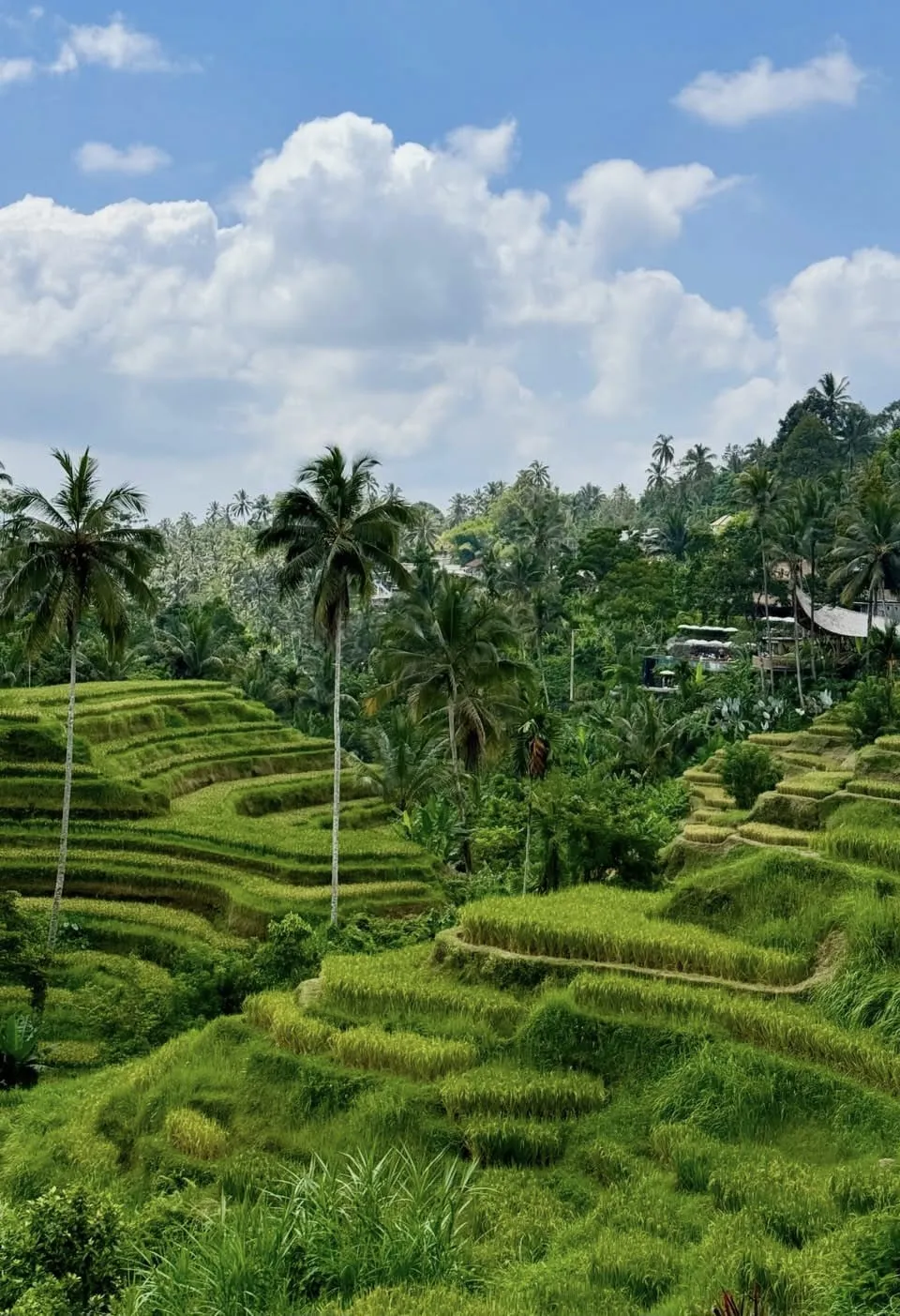 Arrozales de Bali