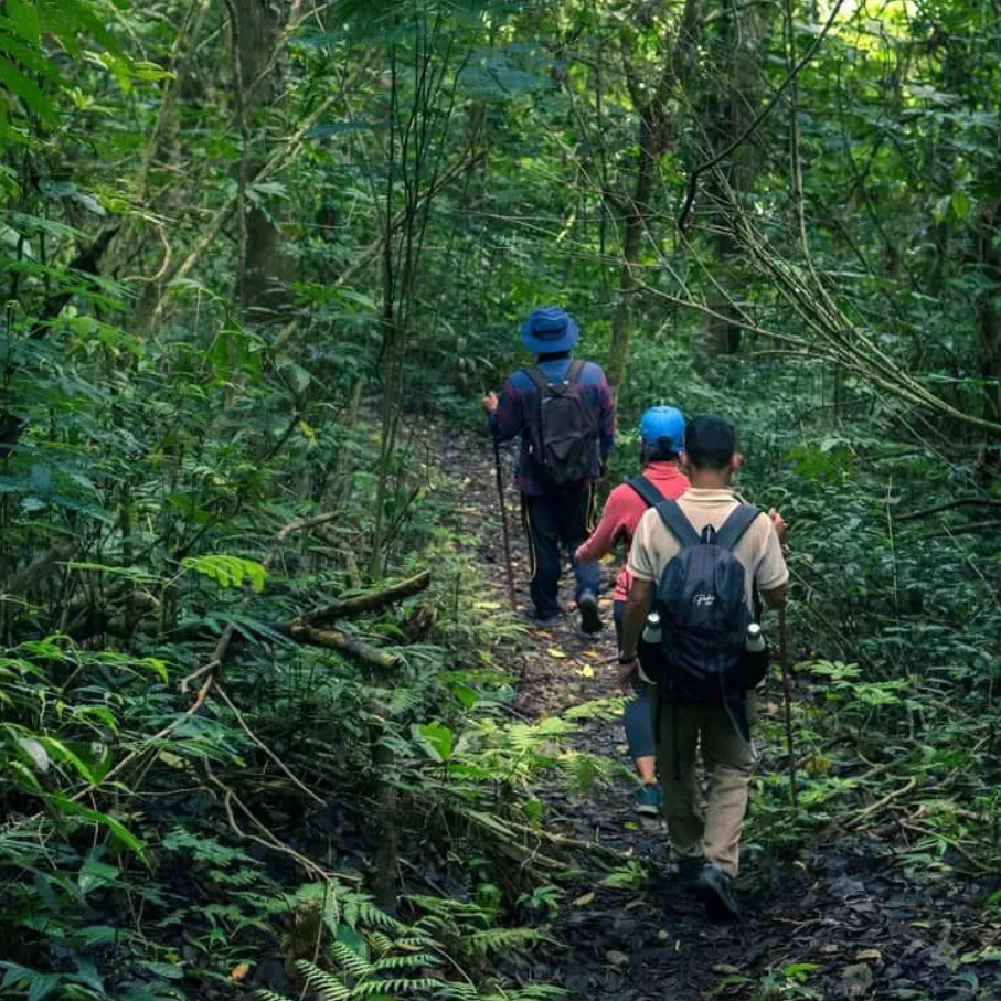Caminata por el bosque tropical
