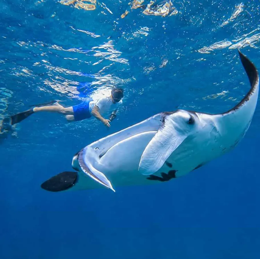 Snorkel con mantarrayas en Nusa Penida