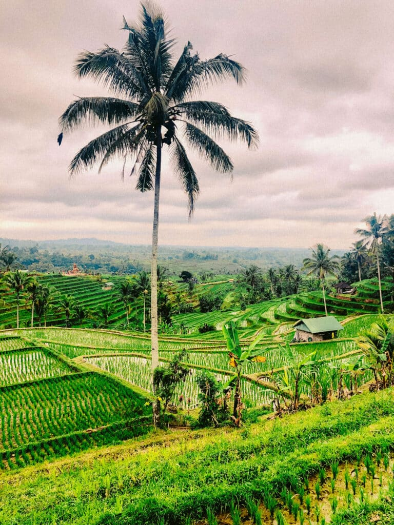 Jatiluwih Rice Terrace