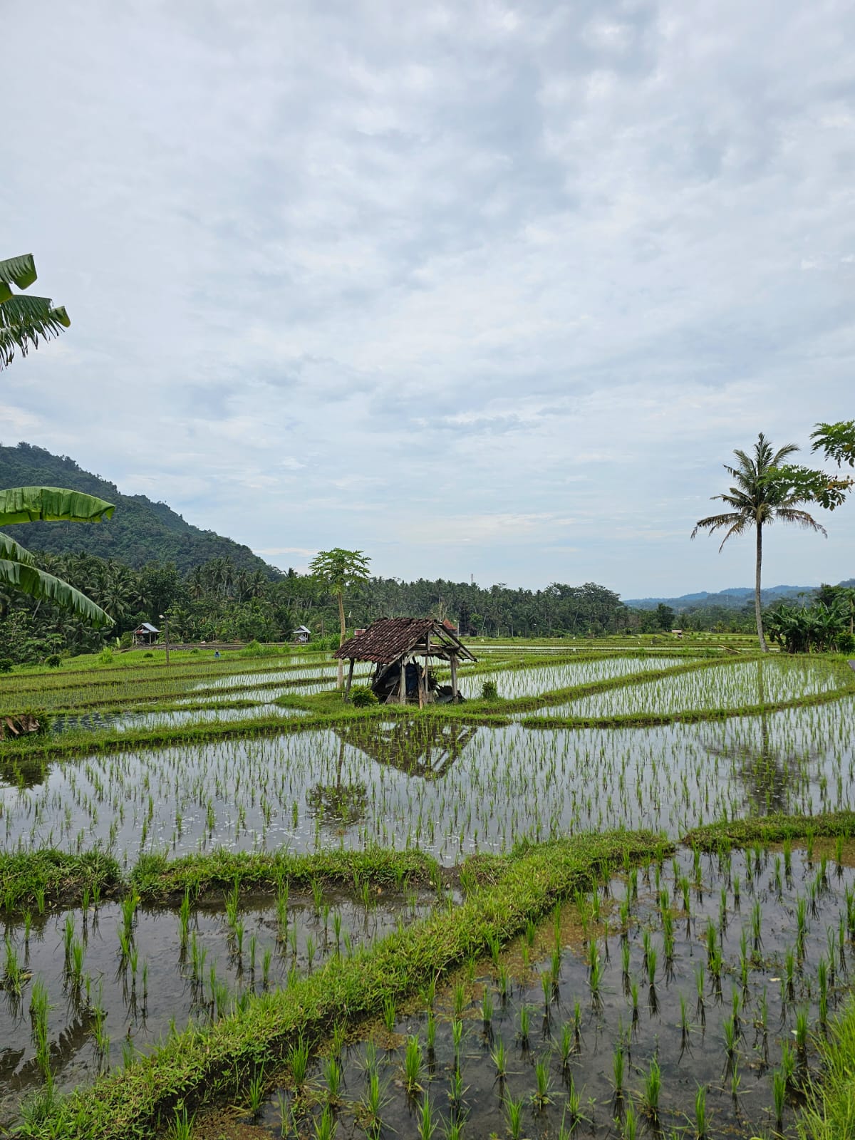 Rice field exploration