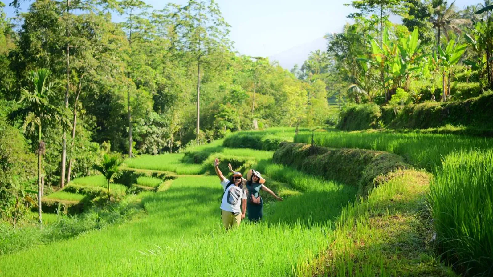 Rice terrace on a soft hiking route in Tetebatu