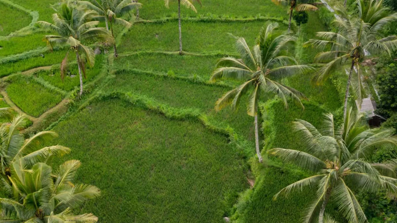 Green hills around Tetebatu