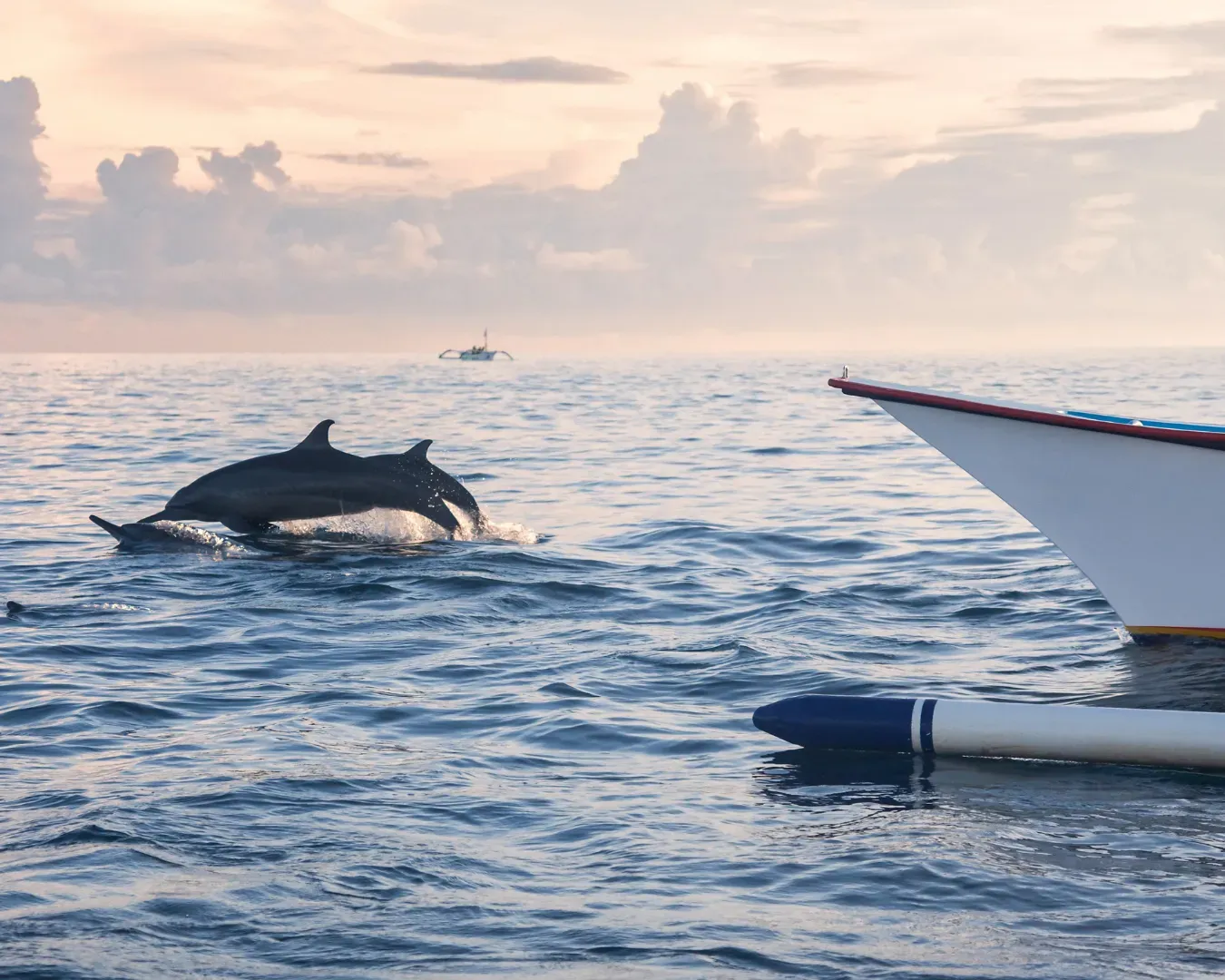 Lovina dolphin tour at sea in North Bali