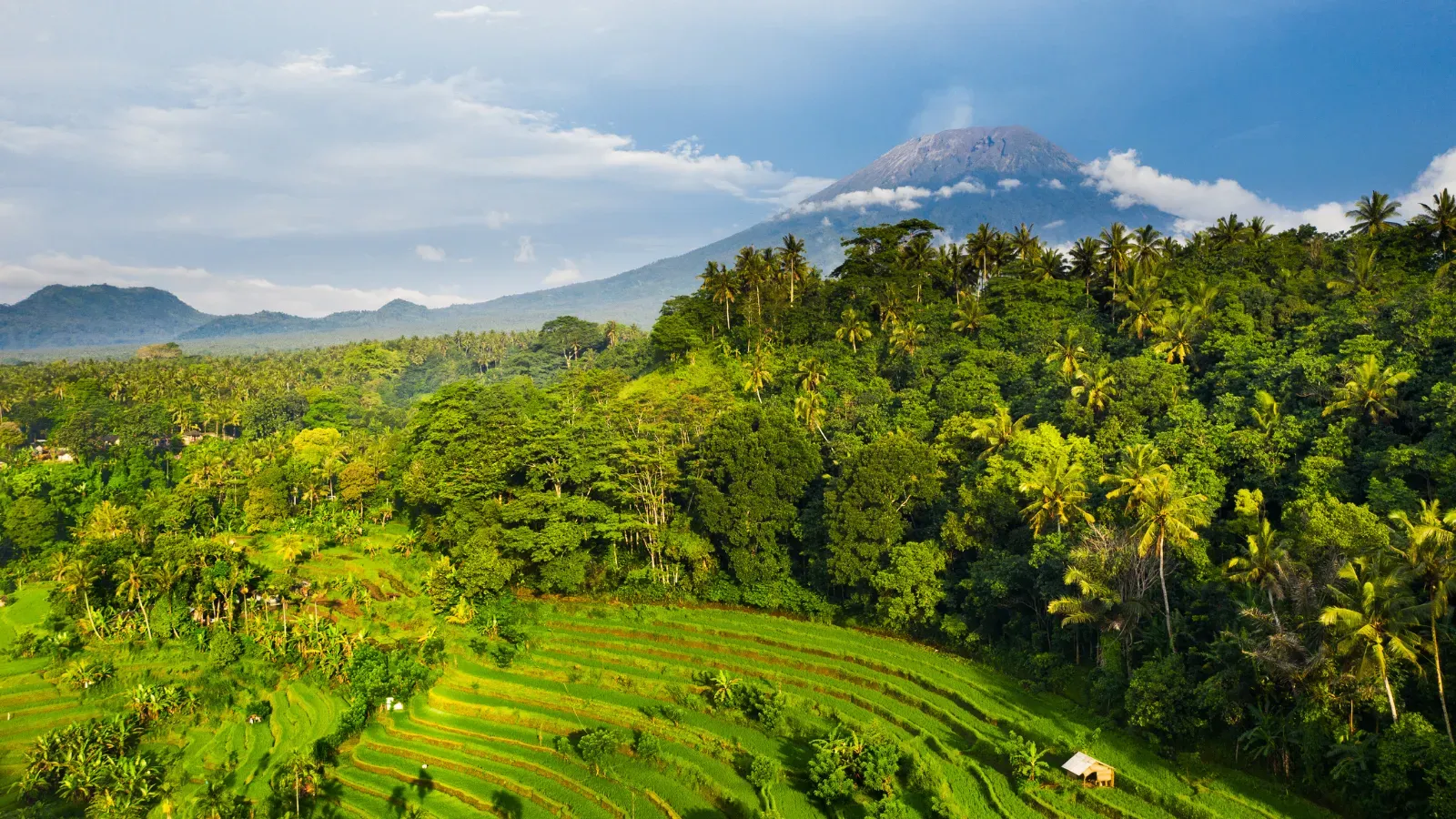 Rice terraces on a Bali sightseeing tour