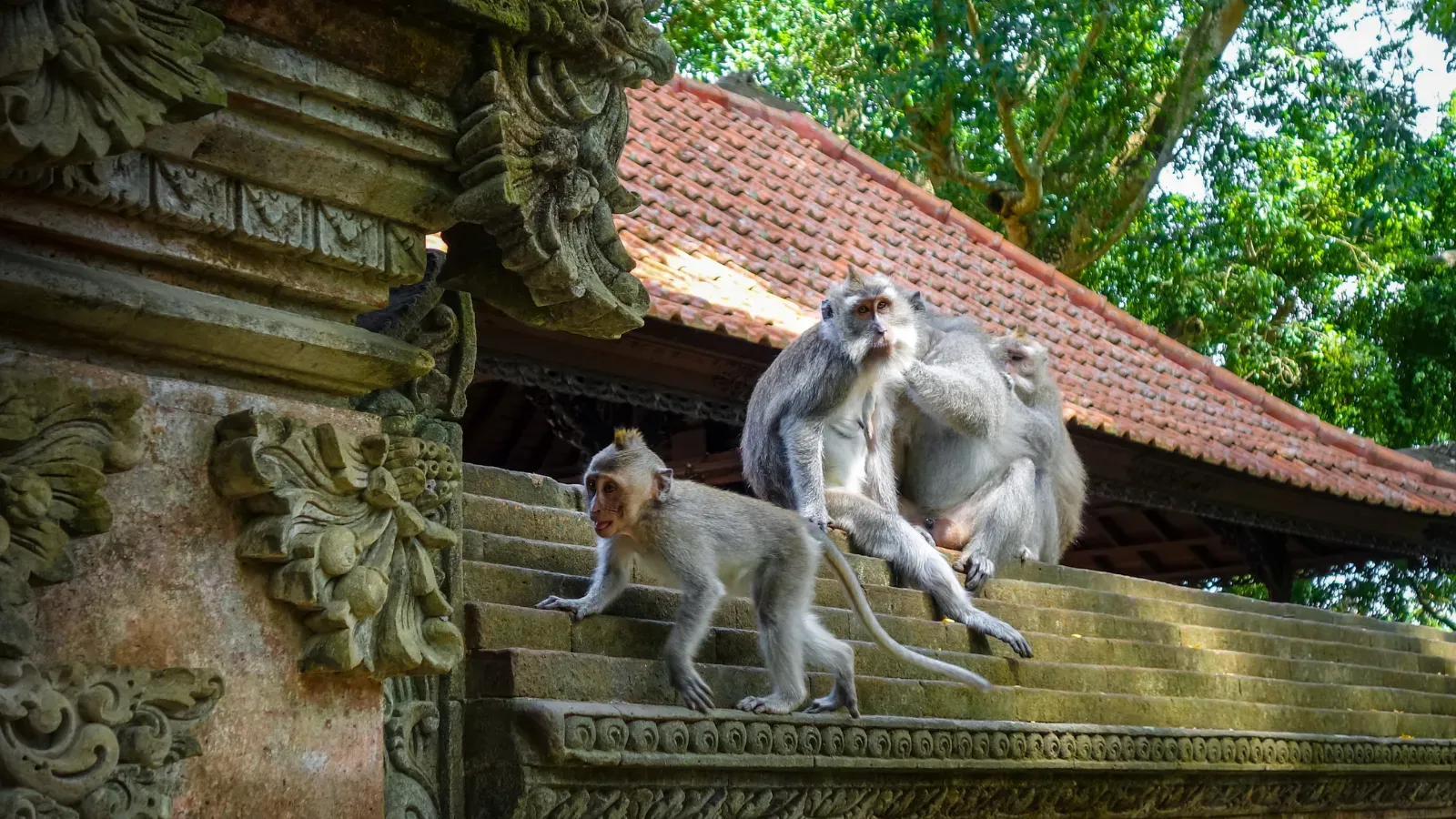 Forest landscape for Monkey Forest and Tirta Empul