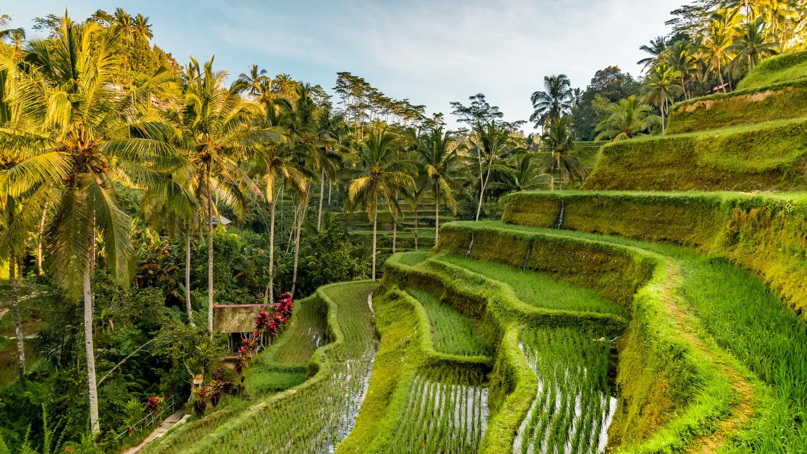 Tegalalang rice terrace and volcano view