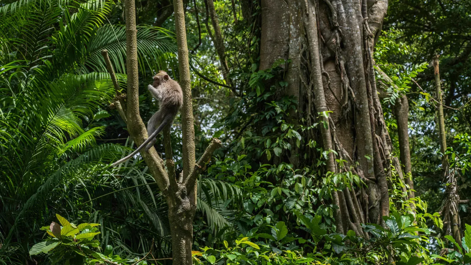 Jungle landscape for a North Bali nature tour