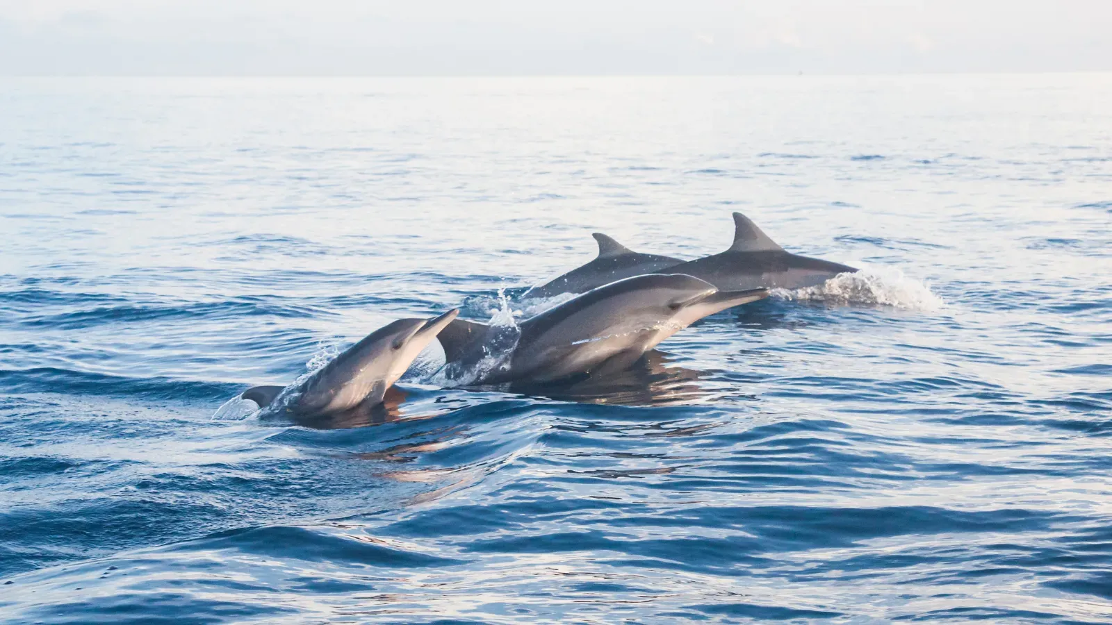 Lovina dolphin tour at sea in North Bali