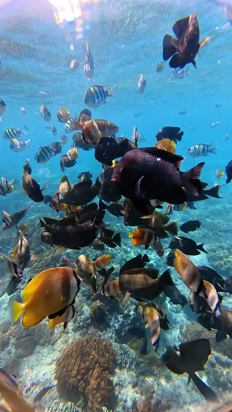 Snorkeler exploring clear Padang Bai water