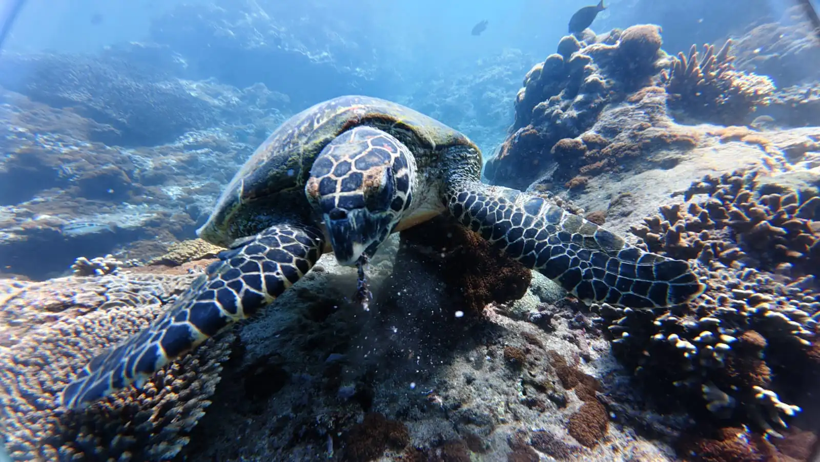 Tropical fish during a Padang Bai snorkeling tour