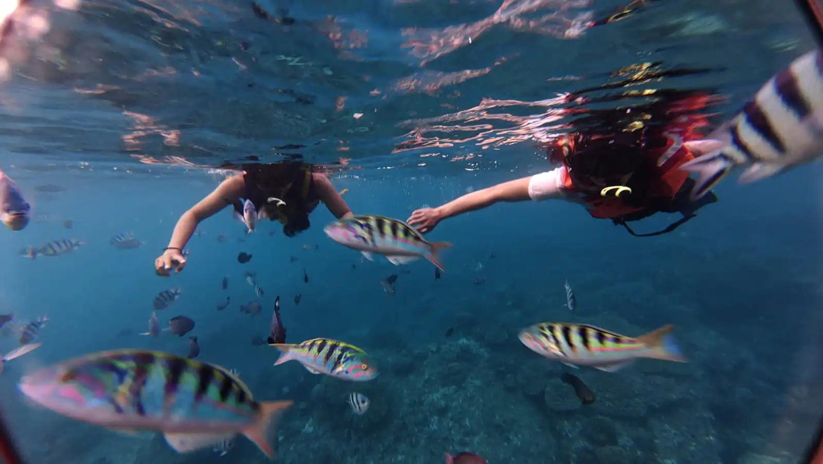 Clear turquoise water, colorful tropical fish, and a snorkeler in Padang Bai, Bali