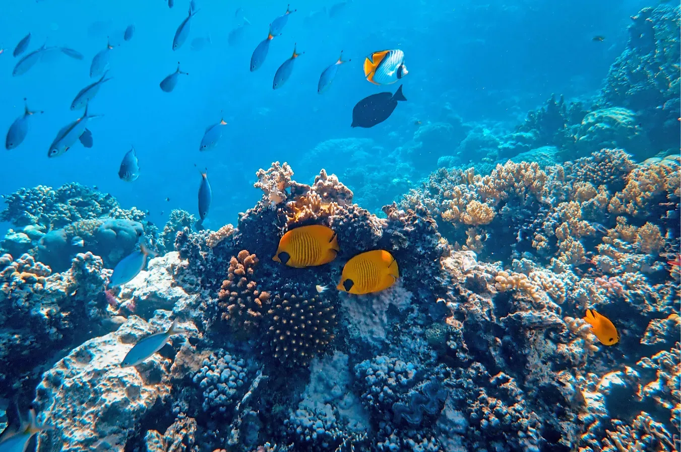Colorful tropical fish and coral reef during snorkeling in Padang Bai, Bali