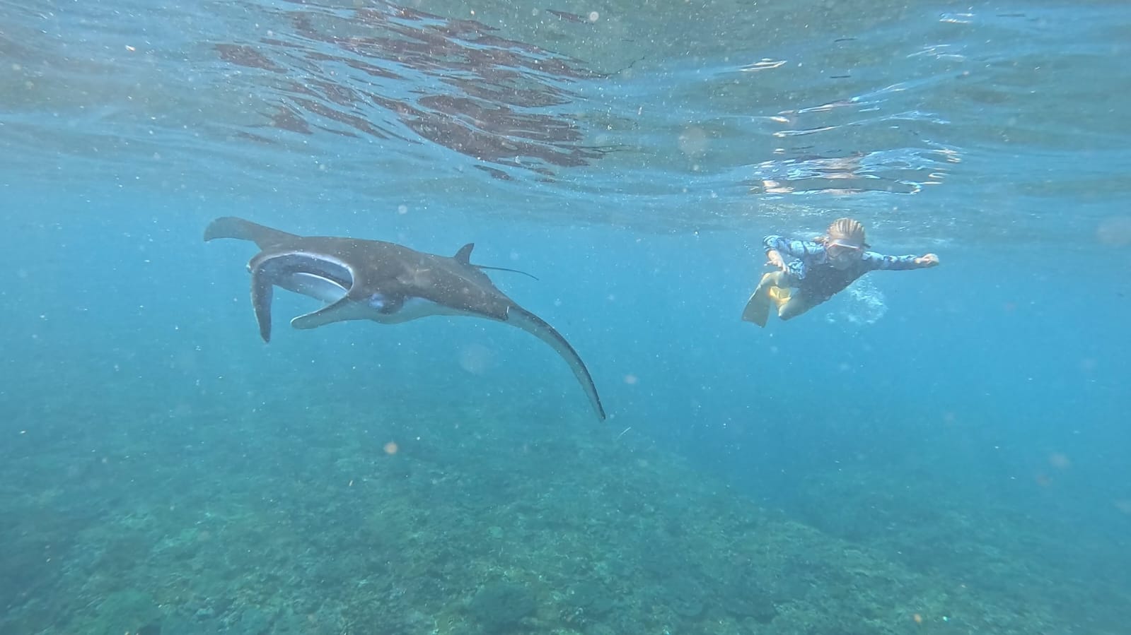 Underwater wildlife experience with sea life around coral reef
