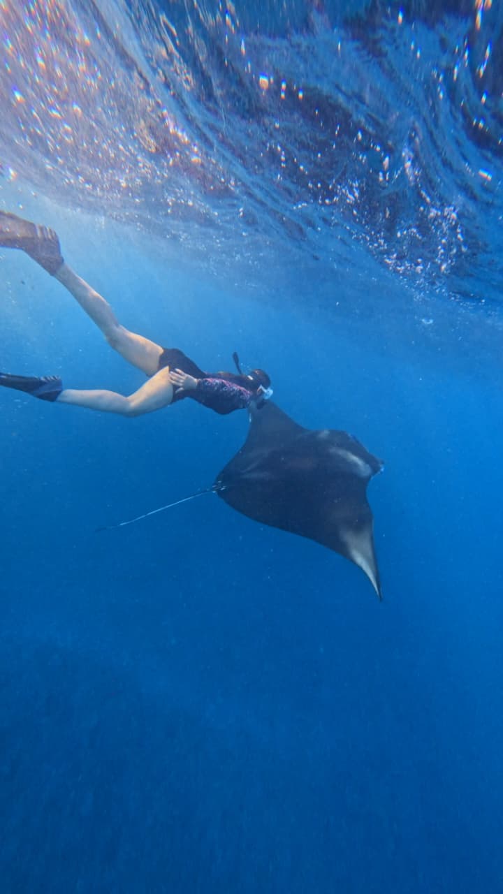 Manta ray swimming in blue ocean water