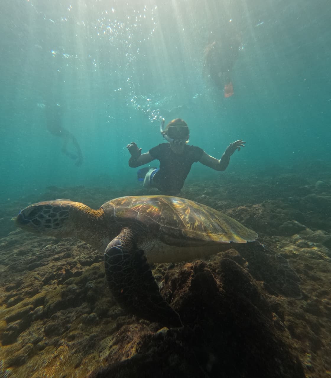 Island Boys Adventure nature and turtle gallery photo