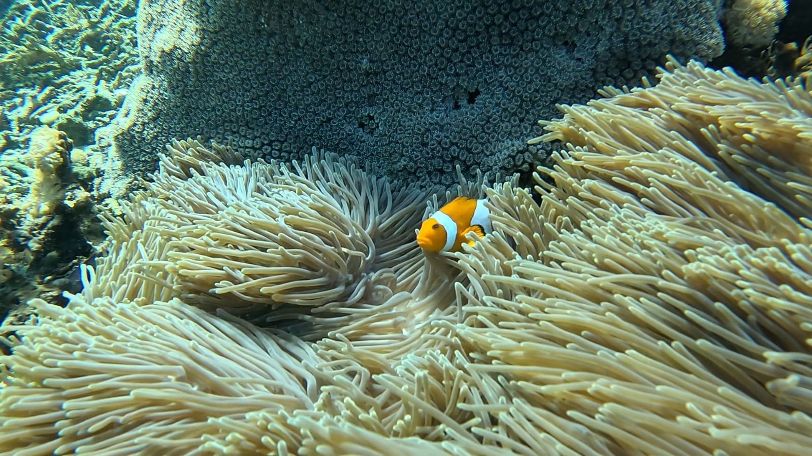 Snorkeler floating above bright tropical coral reef