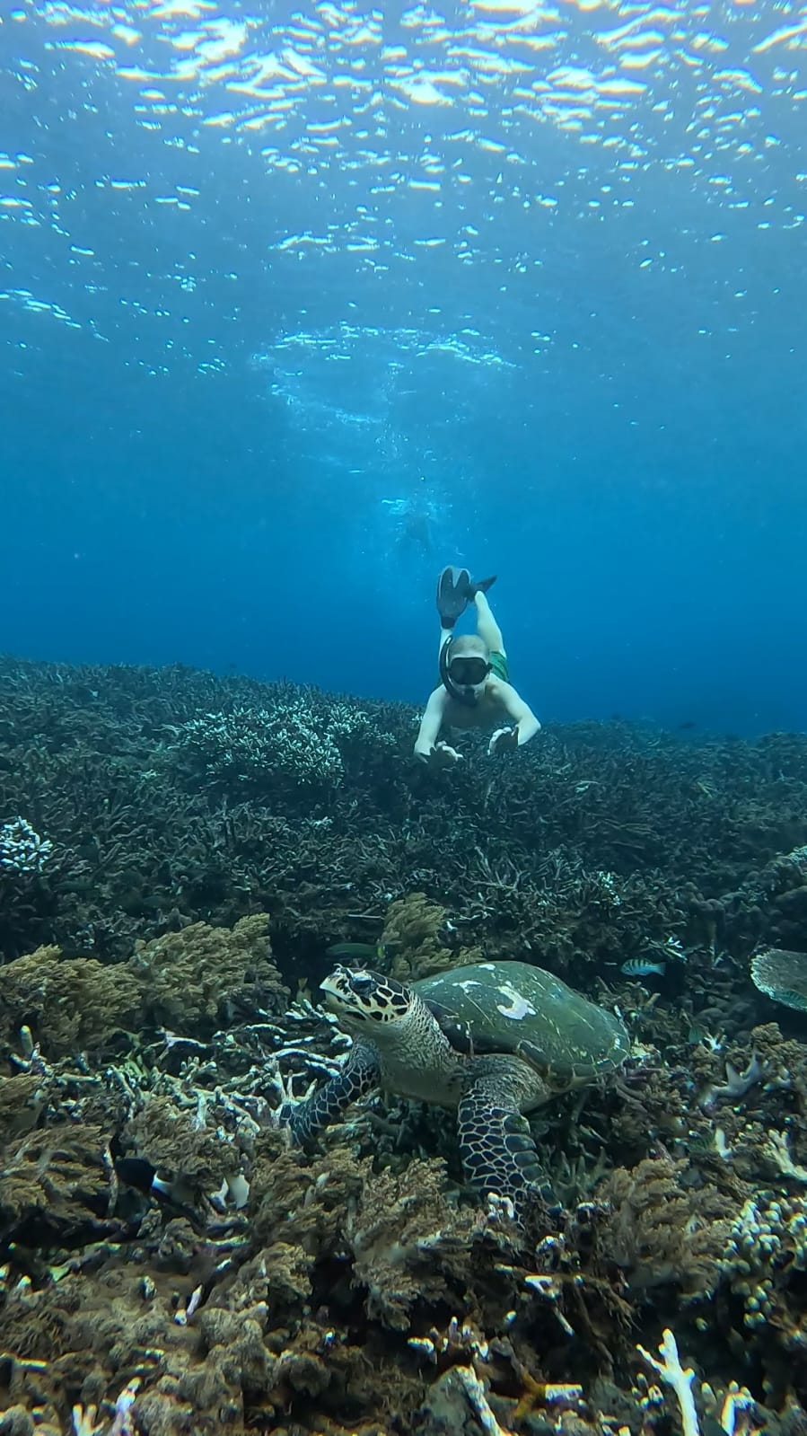Clear blue snorkeling water above coral