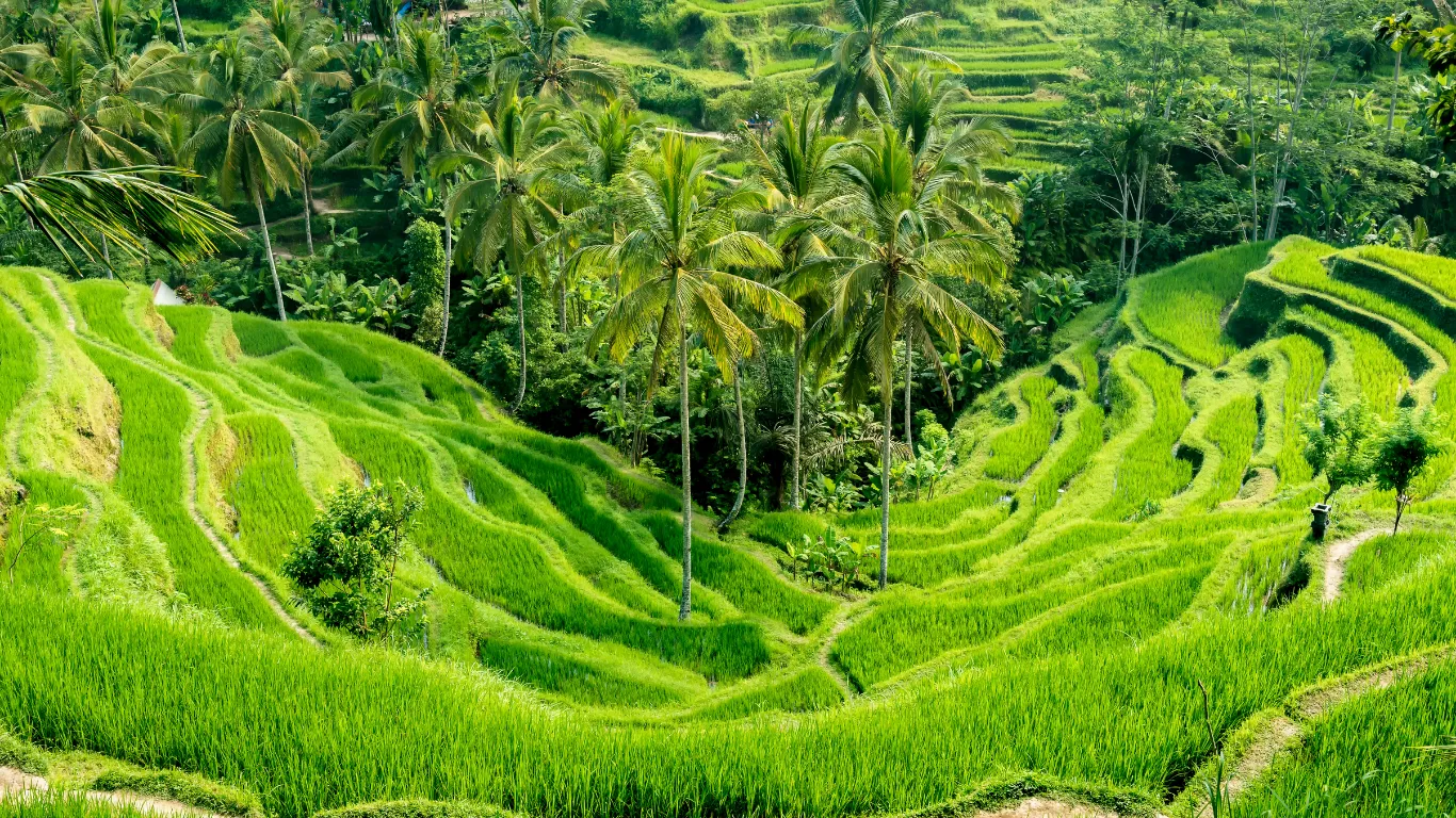 Scenic water palace and rice fields in East Bali