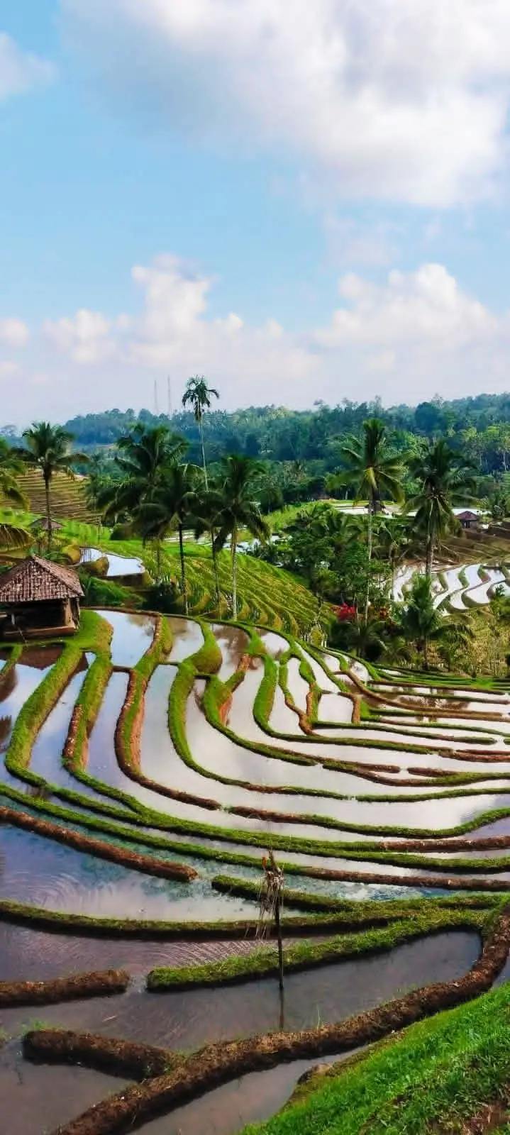 Bali rice terraces