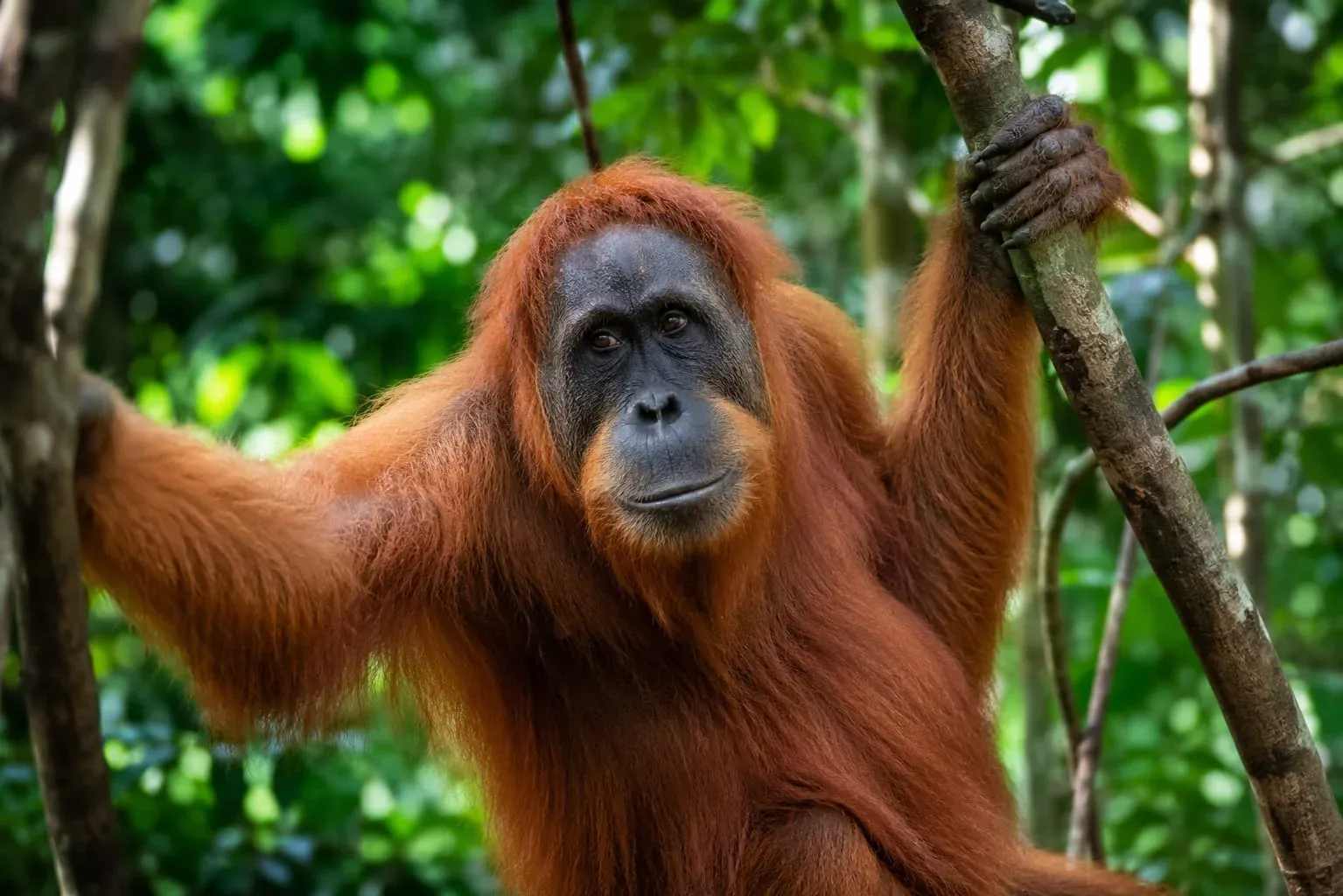 Rainforest wildlife Borneo