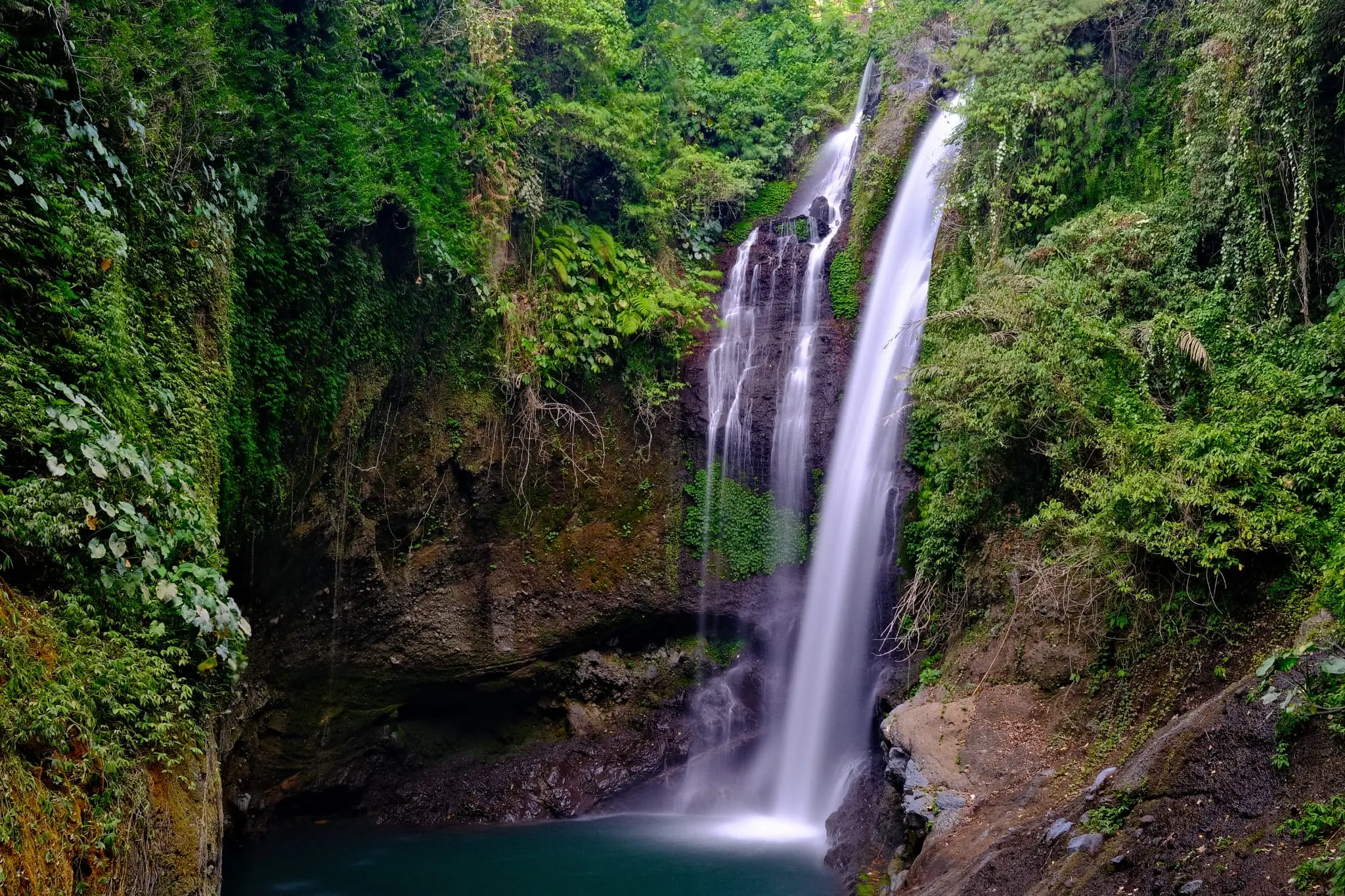 Rainforest wildlife in Kalimantan