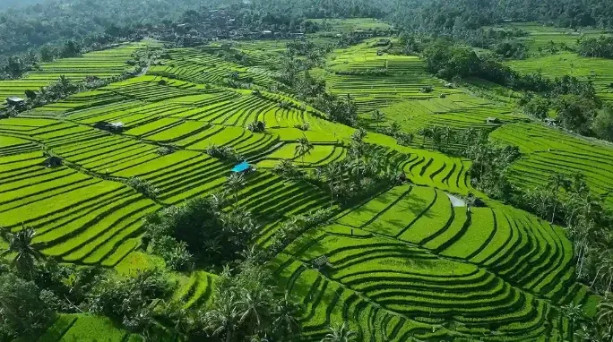 Jatiluwih Rice Terraces