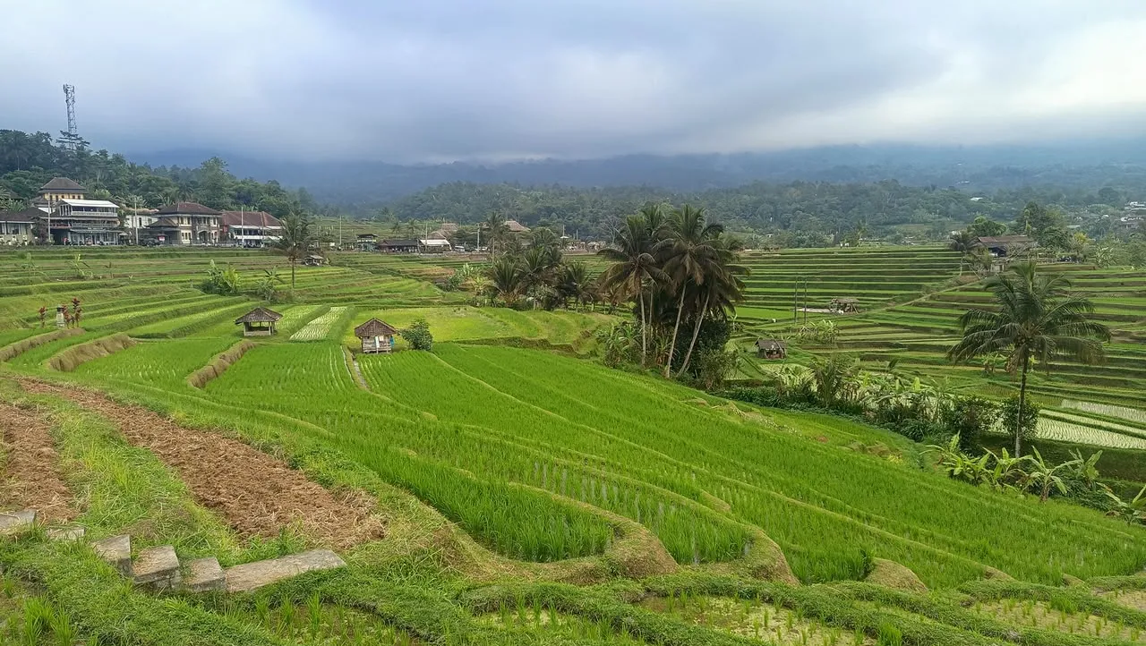 Tanah Lot & Jatiluwih Scenic Tour