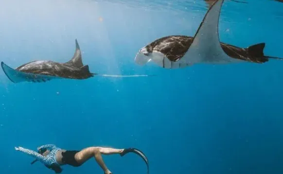 Manta Point / Snorkelling