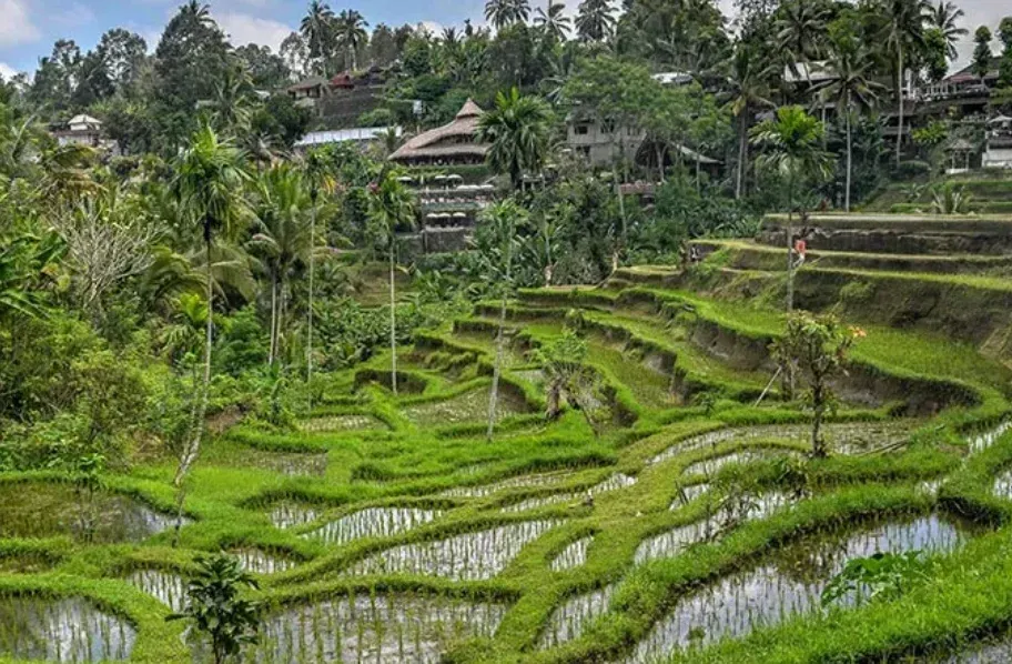 Tegalalang Rice Terrace