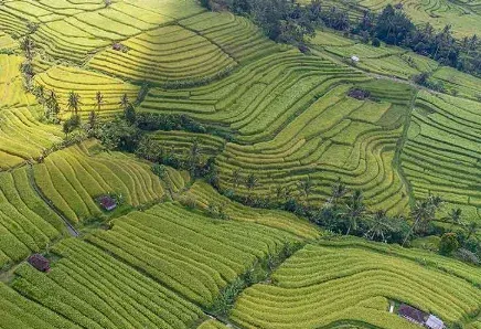 Jatiluwih Rice Terraces
