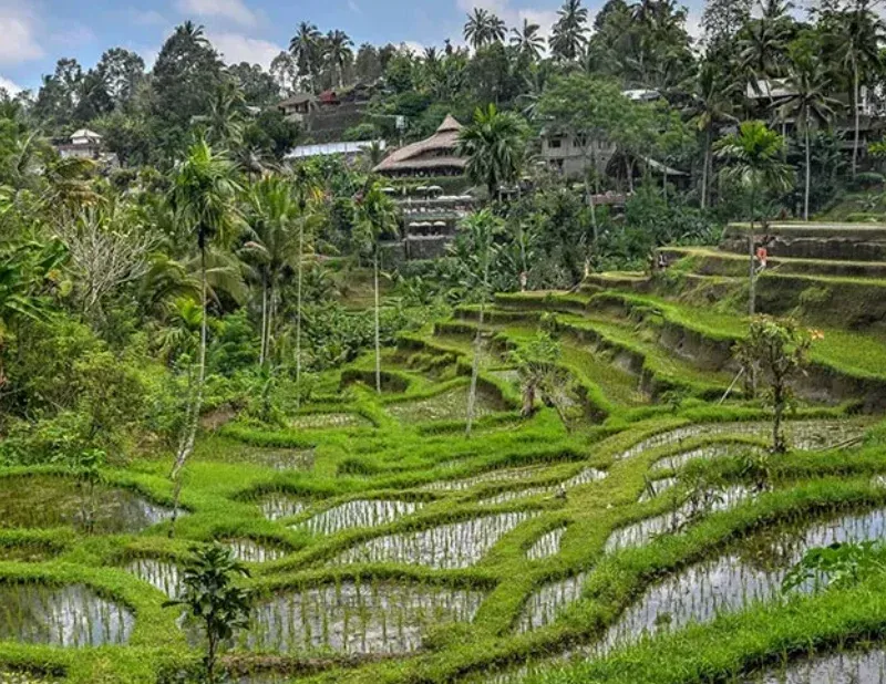 Rice Terraces