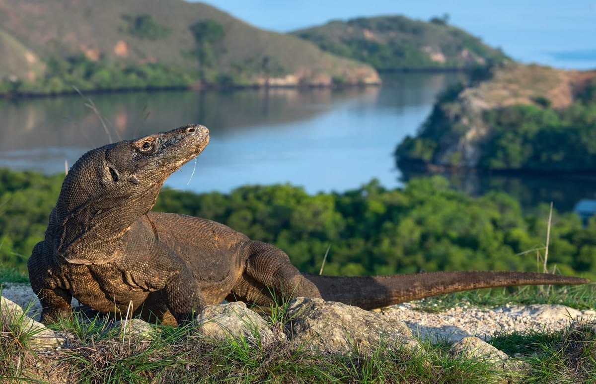 Panorama Pulau Padar dengan tiga teluk berpasir di Taman Nasional Komodo