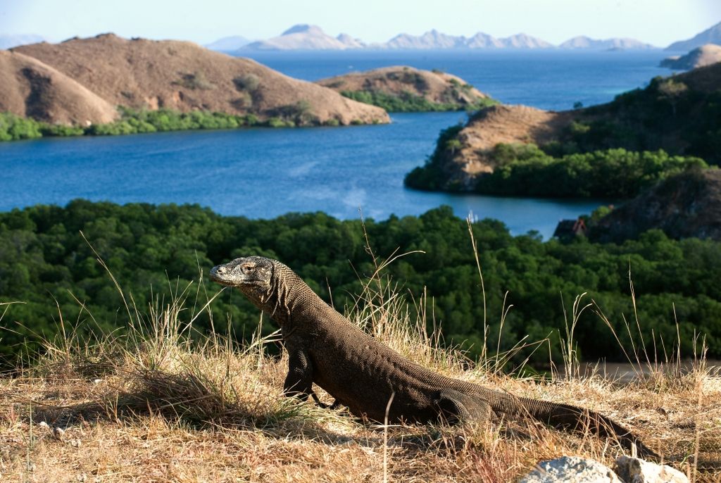 Komodo dragon berjalan di tanah kering Pulau Rinca