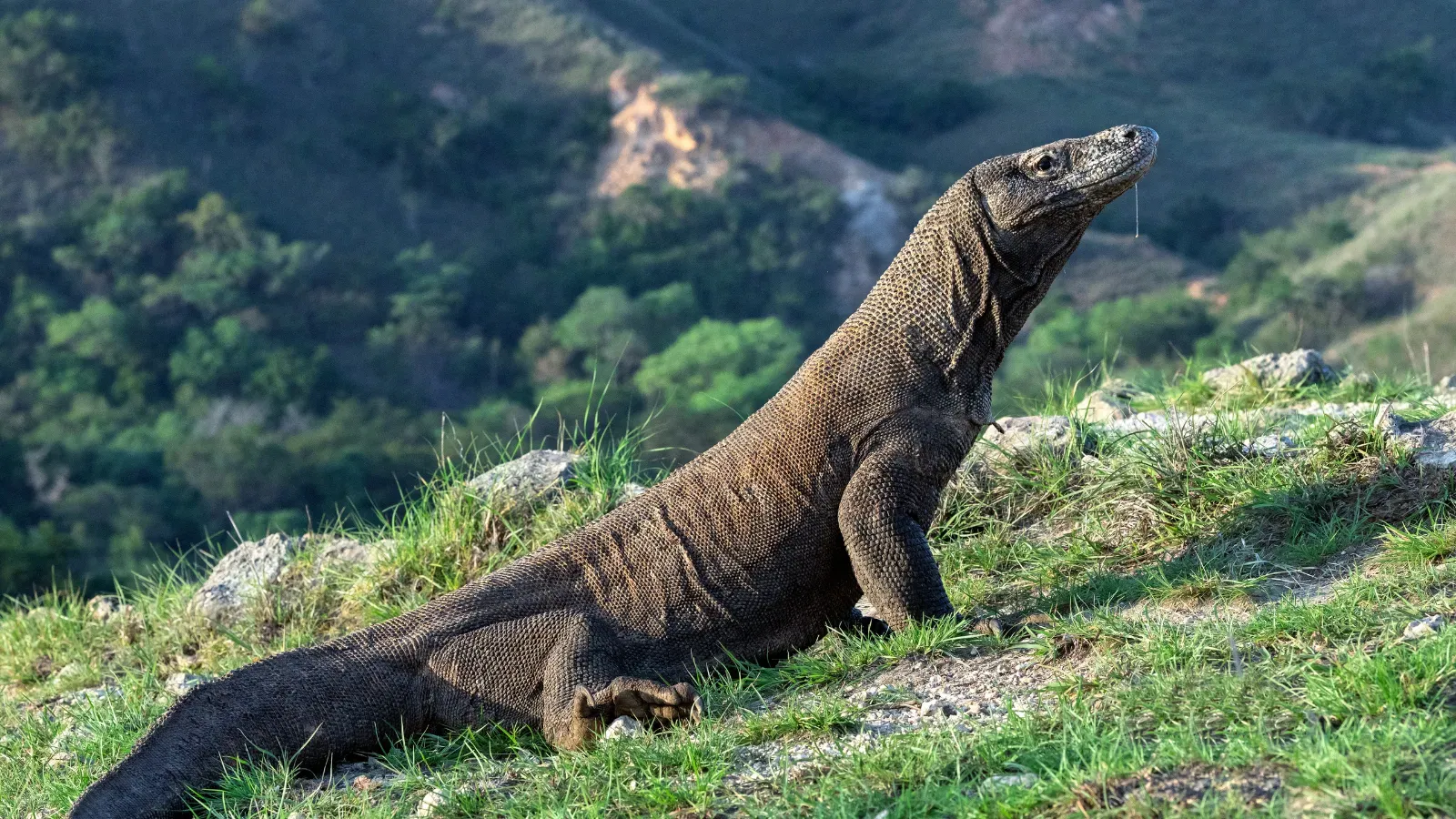 Komodo Landscape