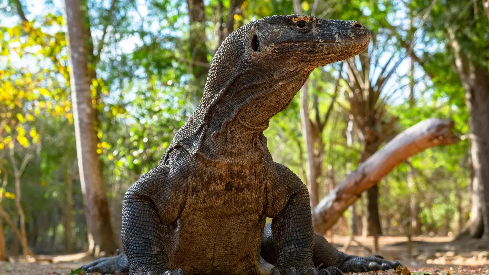 Komodo Landscape