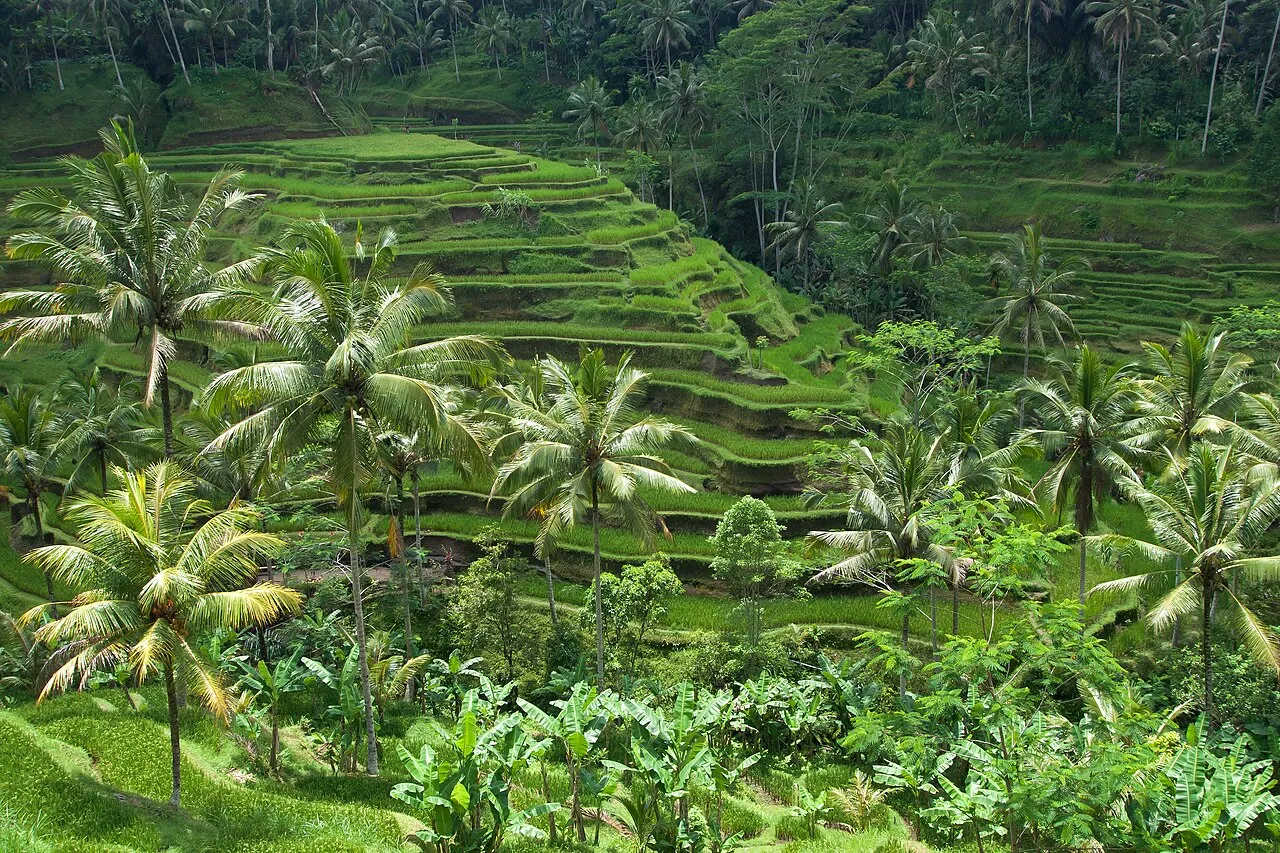 Alaya Resort Ubud Sacred Valley