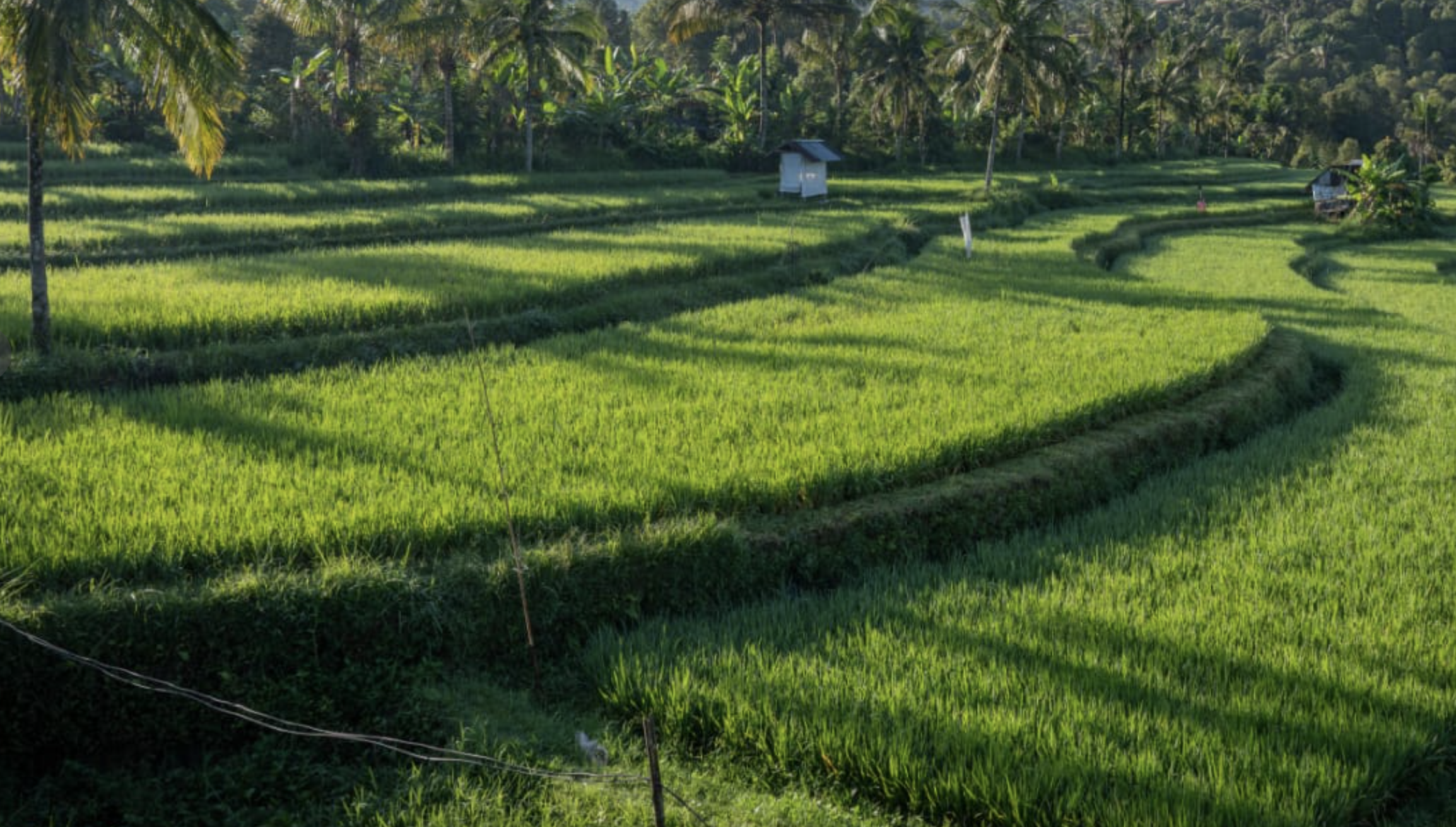 Tropical jungle valley on the road through the North Bali hills