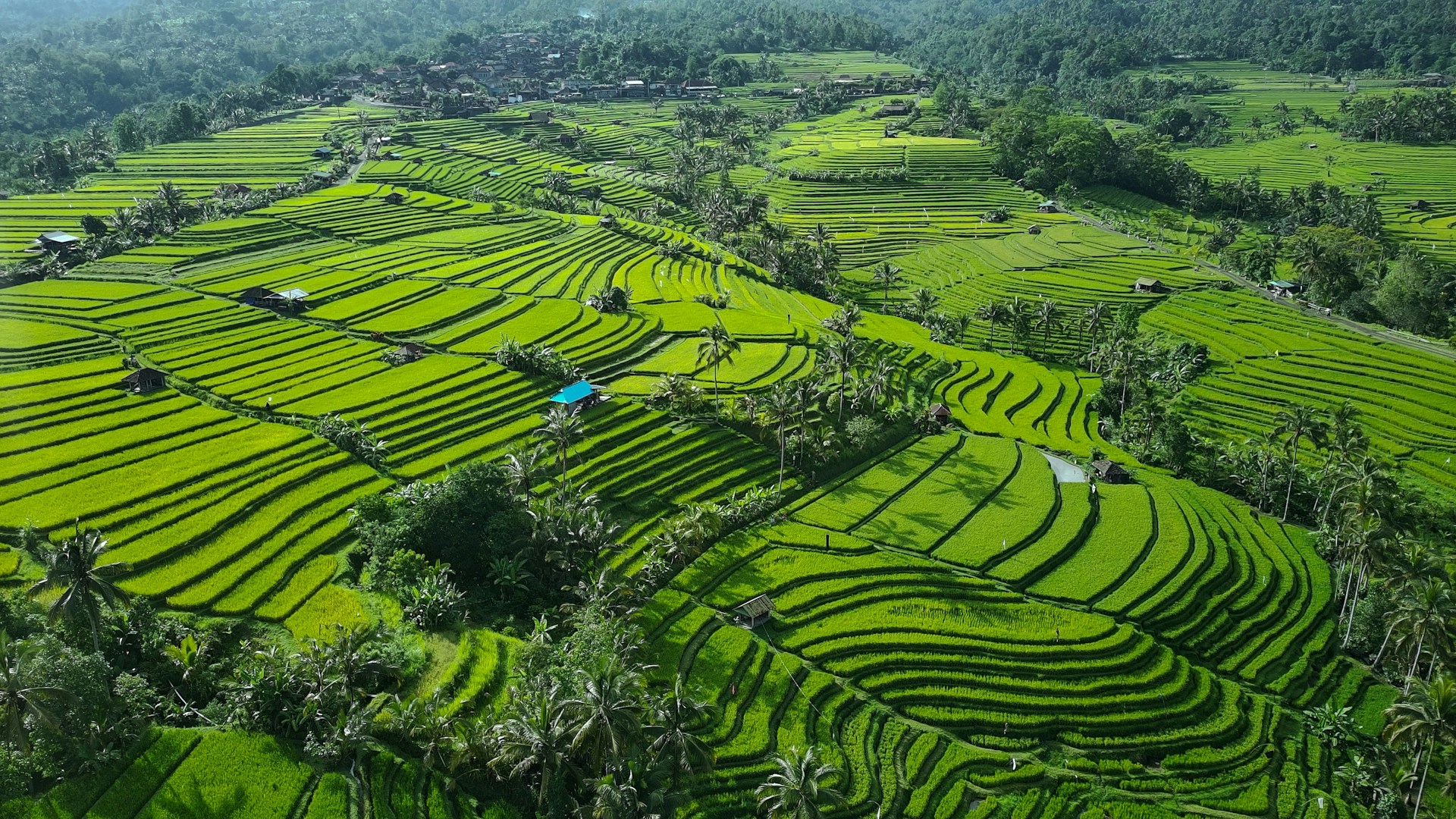 Emerald rice terraces of Jatiluwih under morning light