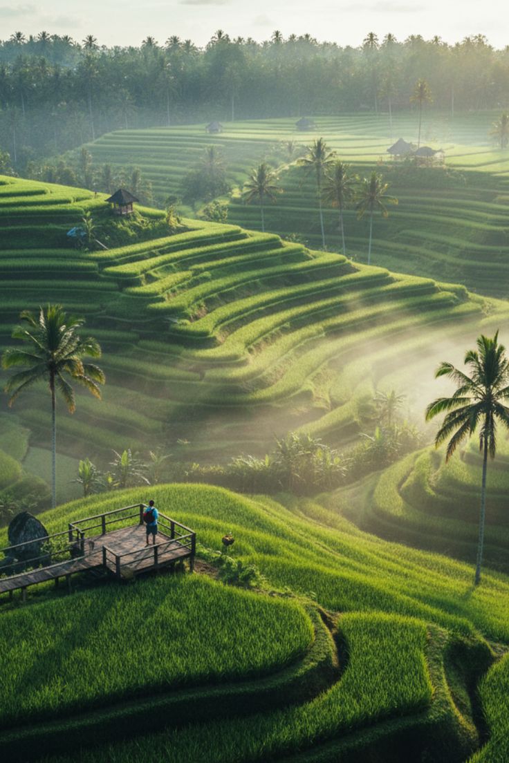 Green terraced rice fields stepping down a hillside in Bali