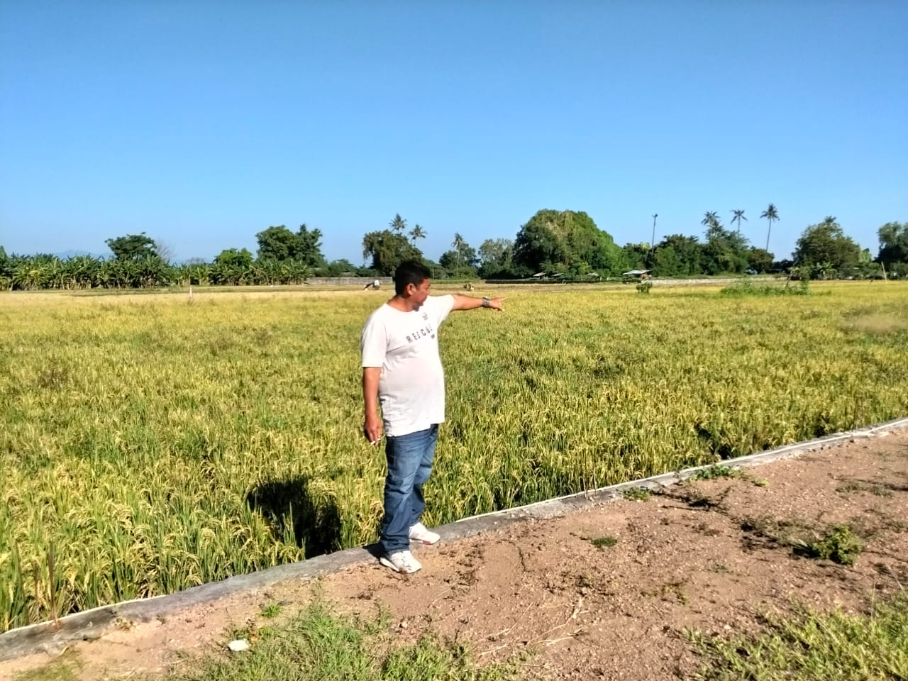 Kavling tepi pantai Lovina untuk villa dan resort