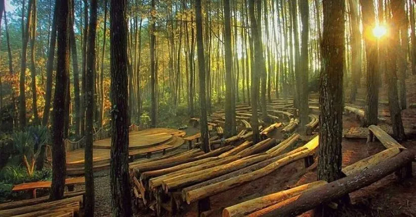 Ilustrasi Hutan Pinus