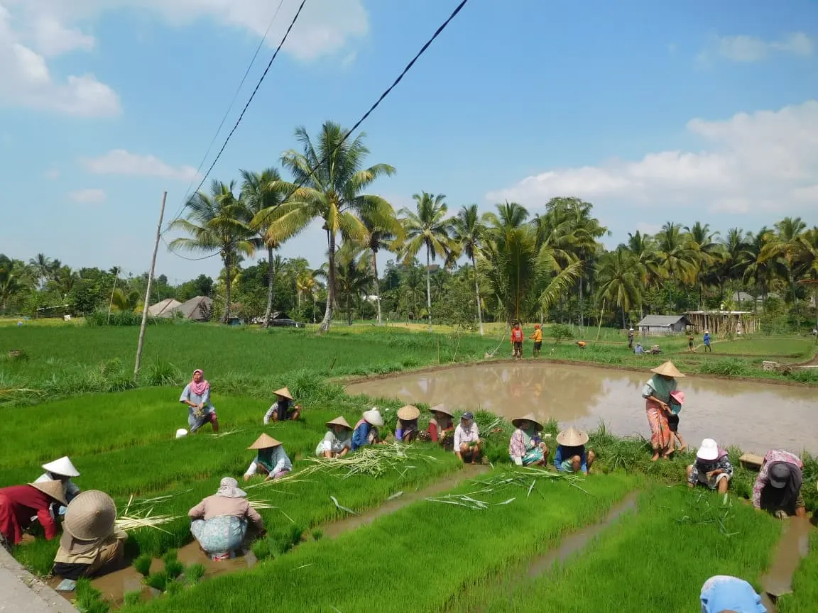Villagers planting rice in Tetebatu
