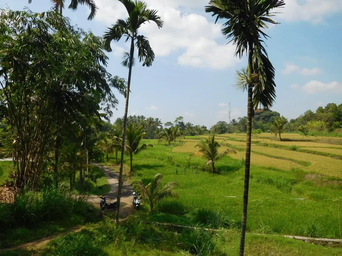 Rice terraces around Tetebatu, Lombok