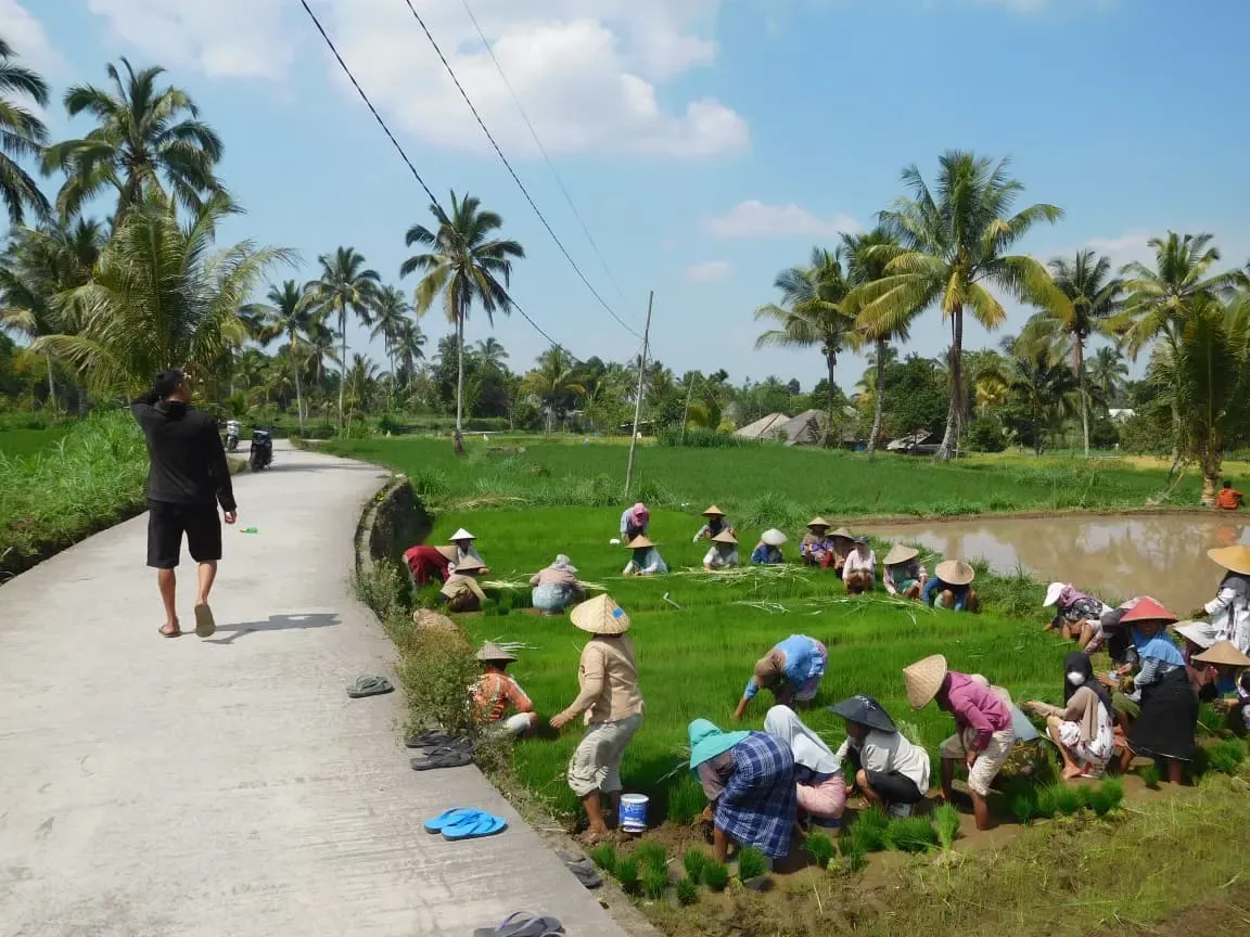 Rice planting beside the village road