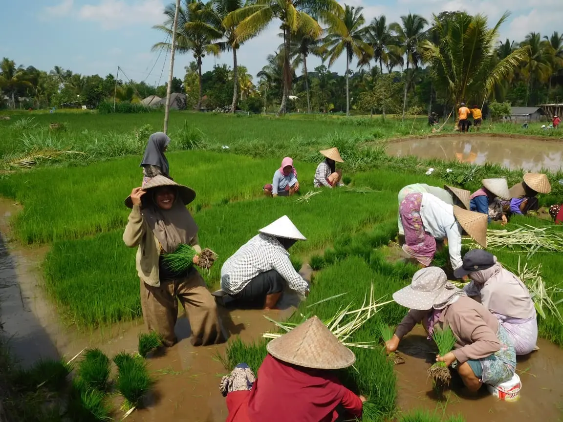 Farmers planting rice seedlings